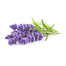 Lavendel