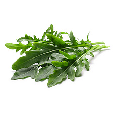Rucola