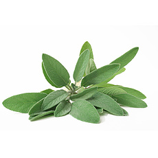 Salbei