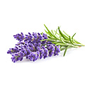 Lavendel