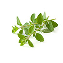 Oregano