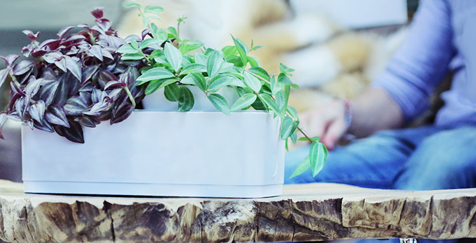 greenPot